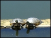 Click to display the file, DSCF0036.JPG